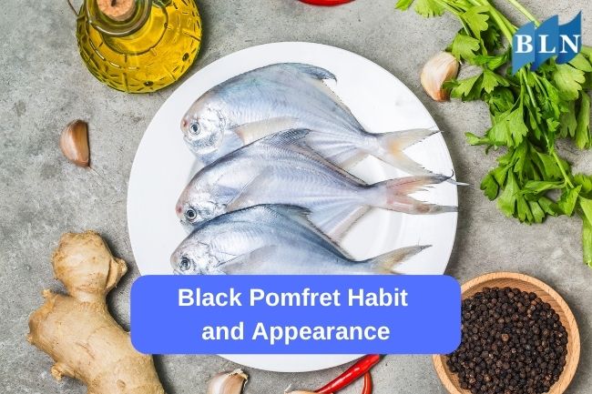 Black Pomfret Habit and Appearance
